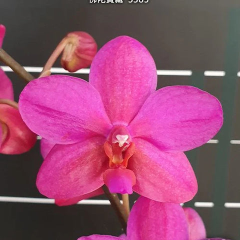Phal. Buddha's Treasure '3385' - square crop