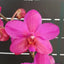 Phal. Buddha's Treasure '3385' - square crop