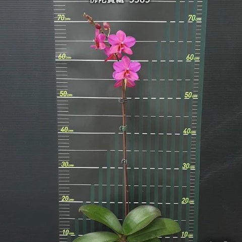 Phal. Buddha's Treasure '3385' - flower 3 - square crop