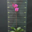 Phal. Buddha's Treasure '3385' - flower 3 - square crop