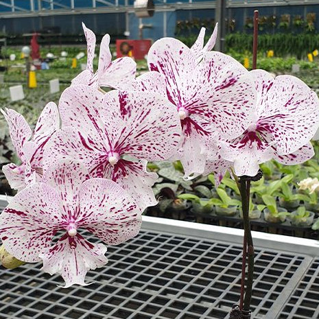 [Bare-root][Import AS-IS] #PA# Phal. Miki Meteor '121' 美琪流星 '121' [2.5" BS][Oct Preorder 26]