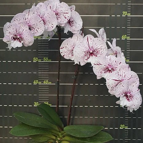 [Bare-root][Import AS-IS] #PA# Phal. Miki Meteor '121' 美琪流星 '121' [2.5" BS][Oct Preorder 26]