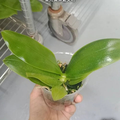 Phal. violacea 'Blue' x 'Pink' - 2.5 inch plant size reference - square crop
