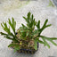 Platy. ridleyi var. 'coral' (TC) - square crop