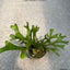 Platy. ridleyi var. 'coral' (TC) - photo 2 - square crop