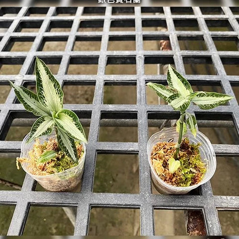 Aspidogyne argentea - 1.7 inch plant size reference - square crop