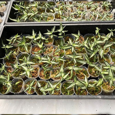 Aspidogyne argentea - 1.7 inch plant size reference 2 - square crop