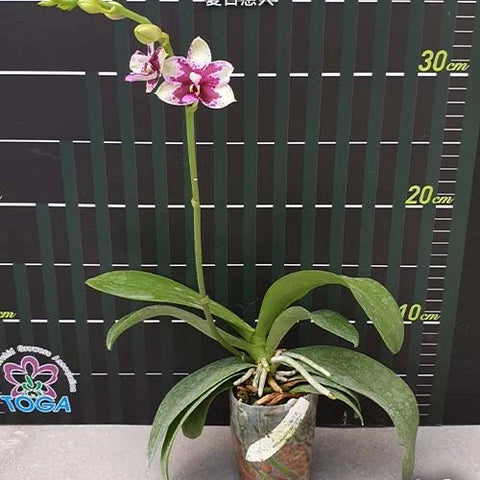 Phal. Jia Ho Summer Love - flower 3 - square crop