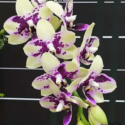 Phal. Jia Ho Summer Love - flower 2 - square crop