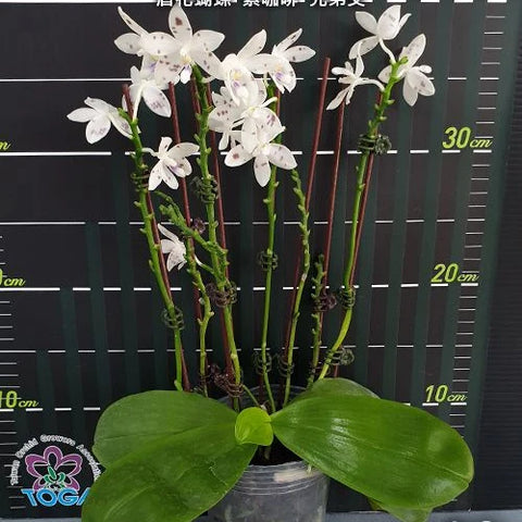 Phal. speciosa 'Purple Coffee' x sib - flower 5 - square crop