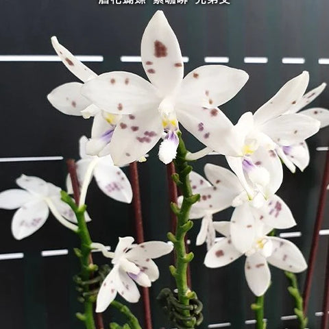 Phal. speciosa 'Purple Coffee' x sib - flower 4 - square crop