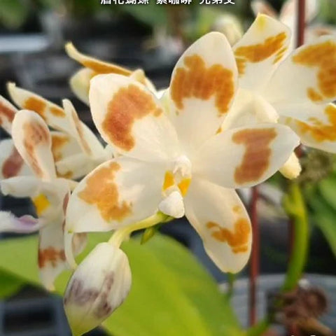 Phal. speciosa 'Purple Coffee' x sib - square crop