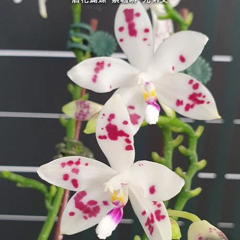 Phal. speciosa 'Purple Coffee' x sib - flower 3 - square crop