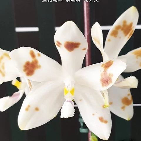 Phal. speciosa 'Purple Coffee' x sib - flower 2 - square crop