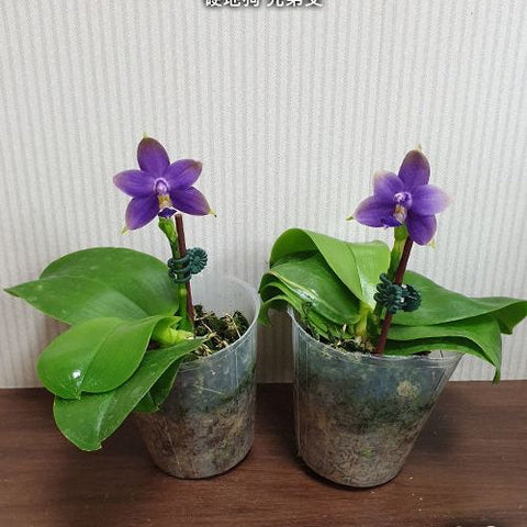 Phal. violacea var. indigo x sib - flower 3 - square crop