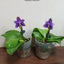 Phal. violacea var. indigo x sib - flower 3 - square crop