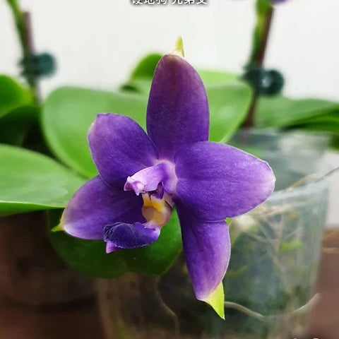 Phal. violacea var. indigo x sib - flower 2 - square crop