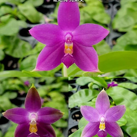Phal. violacea var. indigo x sib - flower 4 - square crop