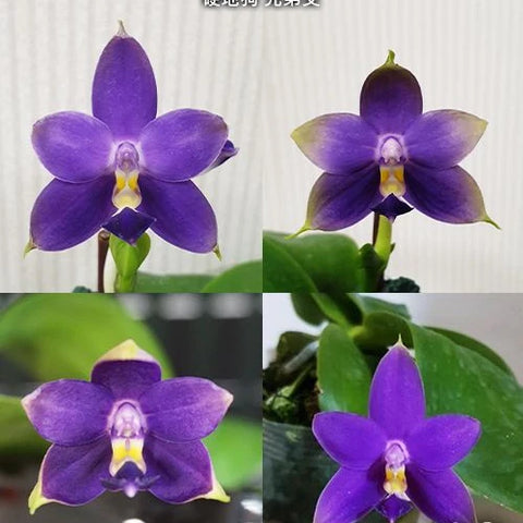 Phal. violacea var. indigo x sib - square crop