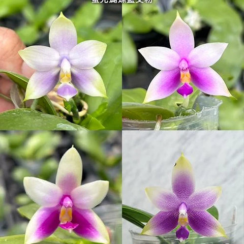 Phal. violacea 'Blue' x 'Pink' - flower 3 - square crop