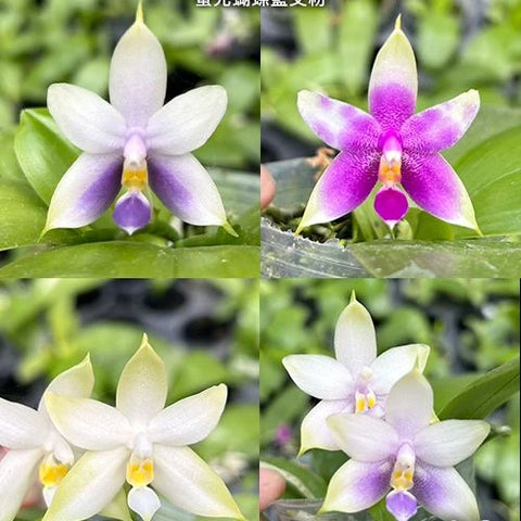 Phal. violacea 'Blue' x 'Pink' - flower 2 - square crop