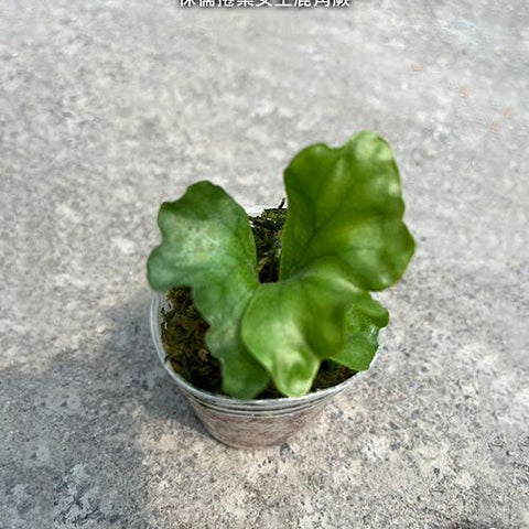 Platy. wandae 'Dwarf & Curling' - 1.7 inch plant size reference - square crop