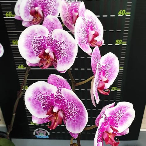 Phal. I-Hsin Stacy - flower 3 - square crop