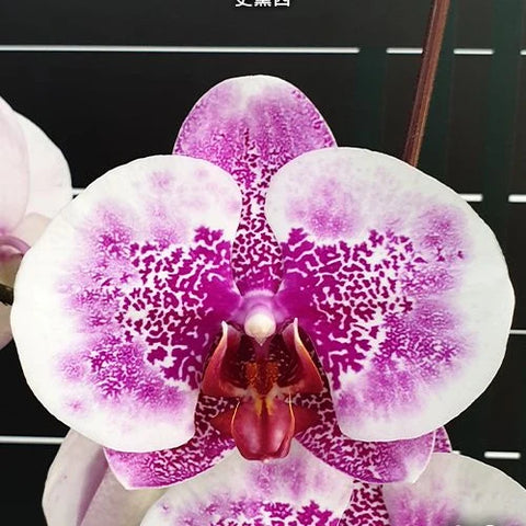 Phal. I-Hsin Stacy - square crop