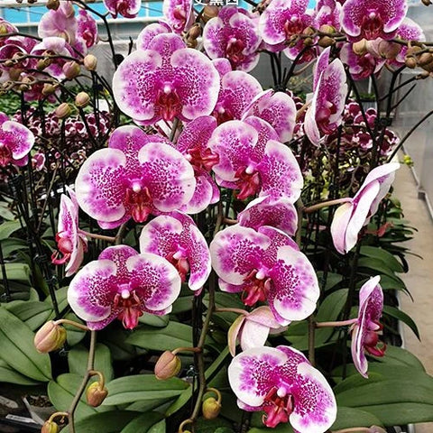 Phal. I-Hsin Stacy - flower 2 - square crop