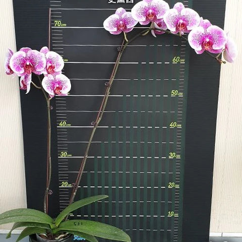 Phal. I-Hsin Stacy - flower 4 - square crop