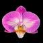 Phal. GC Reyoung Snow Fox