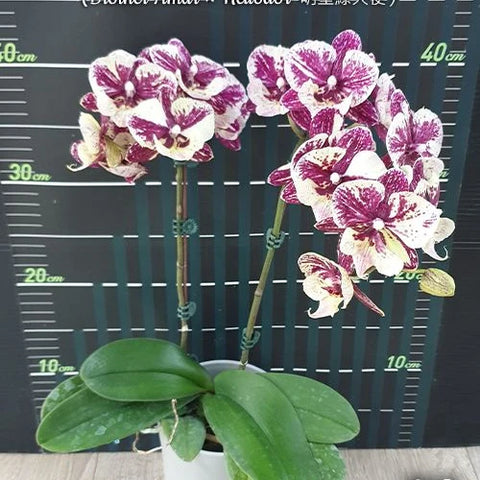 Phal. SKB Black Lace x (Brother Amar x Heliodor) - flower 3 - square crop