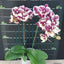Phal. SKB Black Lace x (Brother Amar x Heliodor) - flower 3 - square crop