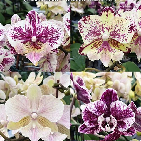 Phal. SKB Black Lace x (Brother Amar x Heliodor) - flower 2 - square crop