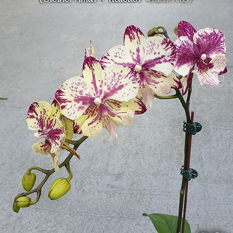 Phal. SKB Black Lace x (Brother Amar x Heliodor) - flower 4 - square crop