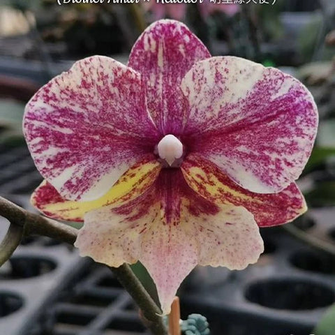 Phal. SKB Black Lace x (Brother Amar x Heliodor) - square crop
