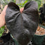 [Bare-root] #TP# Anthurium Queen of Heart 皇后之心 [1.7" pot][Wishlist]