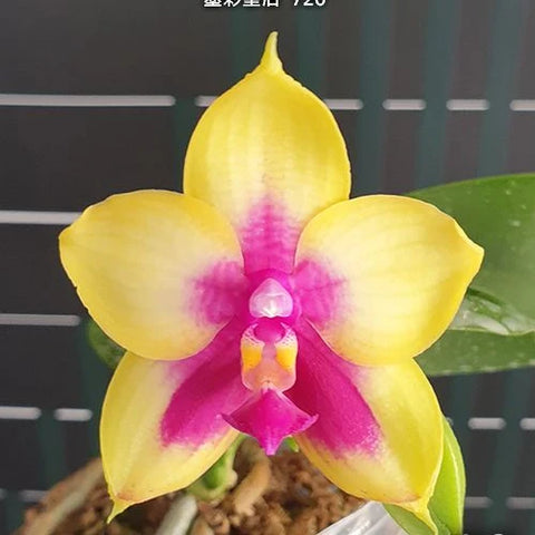Phal. Miki Mok Choi Bear Queen '720' - square crop