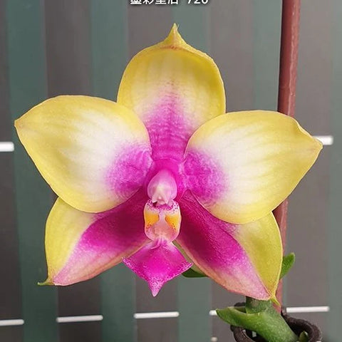 Phal. Miki Mok Choi Bear Queen '720' - flower 2 - square crop