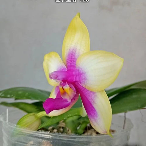 Phal. Miki Mok Choi Bear Queen '720' - flower 3 - square crop