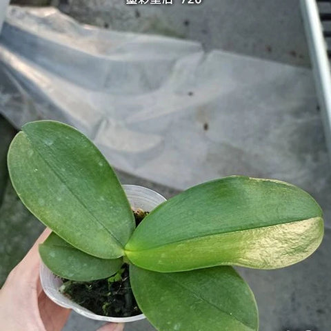Phal. Miki Mok Choi Bear Queen '720' - 2.5 inch plant size reference - square crop