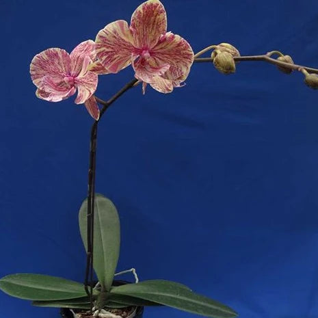 [Bare-root][Import AS-IS] #PA# Phal. King Car Marble '80769' [2.5" BS][Oct Preorder 26]