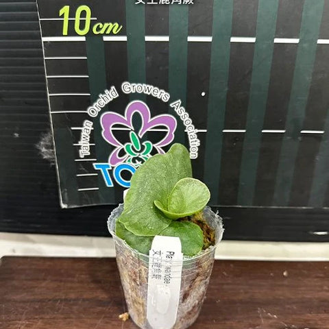 Platy. wandae - 1.7 inch plant size reference - square crop