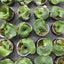 Platy. wandae - 1.7 inch plant size reference 2 - square crop