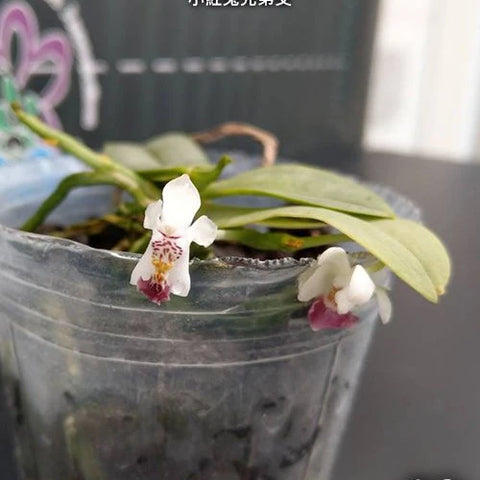 Phal. parishii x sib - flower 3 - square crop