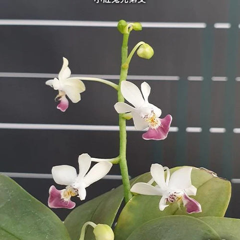 Phal. parishii x sib - flower 4 - square crop