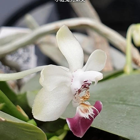 Phal. parishii x sib - flower 2 - square crop