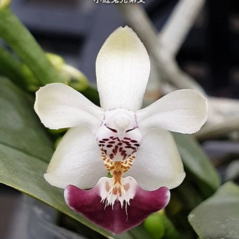 Phal. parishii x sib - square crop