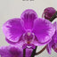 Phal. Queen Beer 'Splash' - square crop