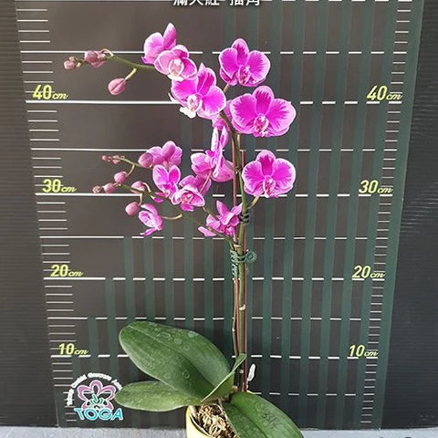 Phal. Queen Beer 'Splash' - flower 4 - square crop